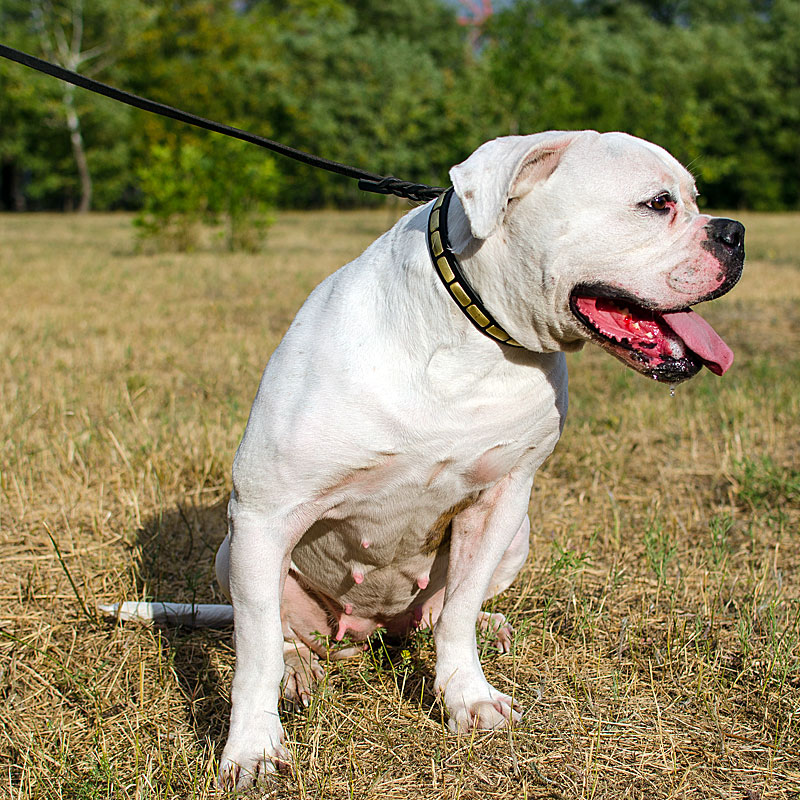 farmacéutico Transformador Rusia Collar lujoso de bulldog americano cachorro «Regalo de Egipto» - C99
